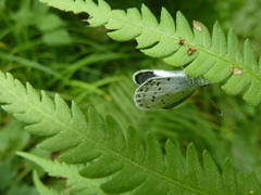 Celastrina filipjevi