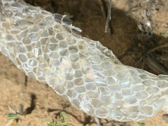 Diadophis punctatus similis