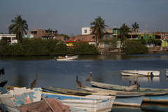 Pelecanus occidentalis