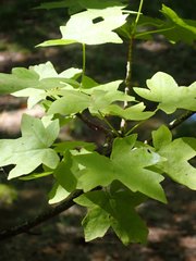 Liquidambar orientalis