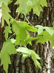 Liquidambar orientalis