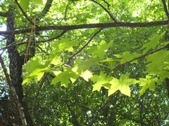 Liquidambar orientalis