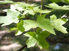 Liquidambar orientalis