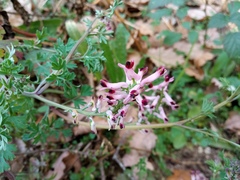 Fumaria bastardii
