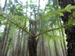 Araucaria columnaris