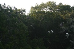 Egretta thula