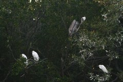Egretta thula