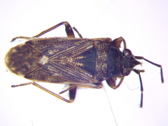 Peritrechus gracilicornis