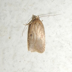 Agonopterix subpropinquella