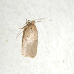 Agonopterix subpropinquella