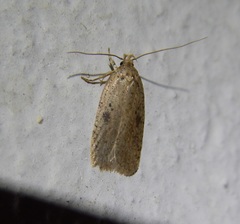 Agonopterix subpropinquella