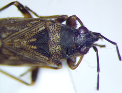 Peritrechus gracilicornis
