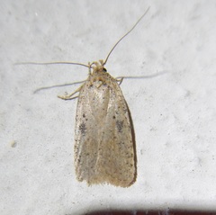 Agonopterix subpropinquella