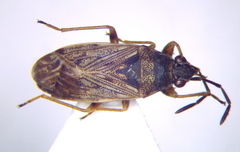 Peritrechus gracilicornis