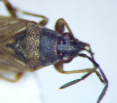 Peritrechus gracilicornis