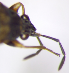Peritrechus gracilicornis
