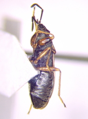 Peritrechus gracilicornis