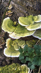 Trametes gibbosa