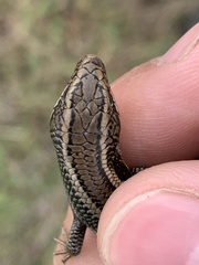 Plestiodon skiltonianus interparietalis