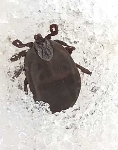 Winter tick