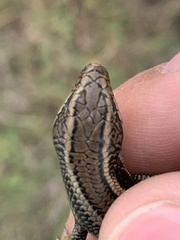 Plestiodon skiltonianus interparietalis