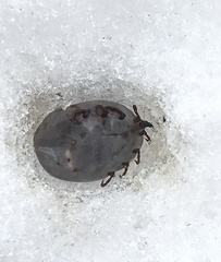 Dermacentor albipictus