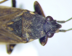 Peritrechus nubilus