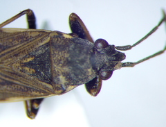 Peritrechus nubilus