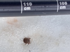 Dermacentor albipictus