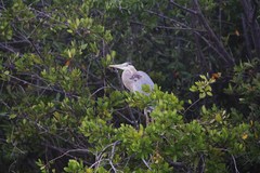 Ardea herodias