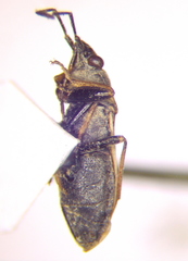 Peritrechus nubilus
