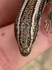 Plestiodon skiltonianus interparietalis