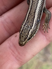 Plestiodon skiltonianus interparietalis