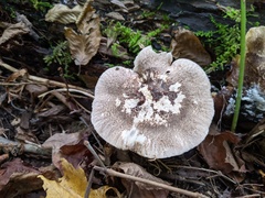 Tricholoma squarrulosum