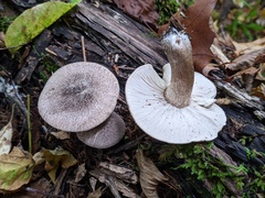 Tricholoma squarrulosum