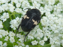 Glycyphana fulvistemma