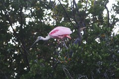 Platalea ajaja