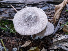 Tricholoma squarrulosum