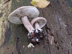 Tricholoma squarrulosum
