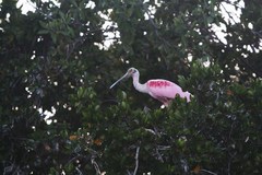Platalea ajaja