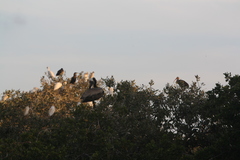 Pelecanus occidentalis