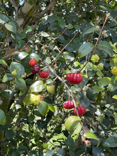 Eugenia oblongifolia