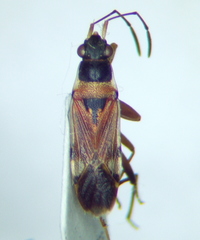 Beosus quadripunctatus