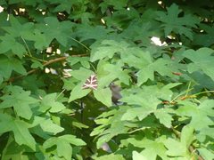 Liquidambar orientalis