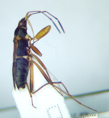 Beosus quadripunctatus