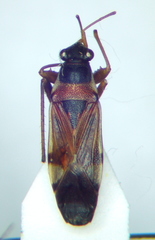 Beosus quadripunctatus