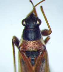 Beosus quadripunctatus