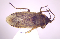 Emblethis denticollis
