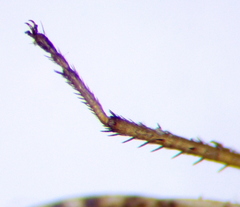 Emblethis denticollis