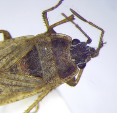 Emblethis denticollis